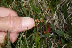 Juncus triglumis