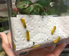 Ceratulus spectabilis