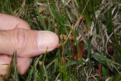 Juncus triglumis
