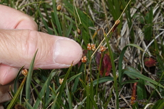 Juncus triglumis