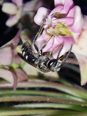 Lasioglossum
