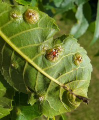 Phylloxera russellae