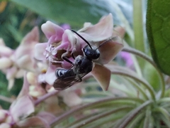 Lasioglossum
