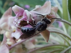 Lasioglossum