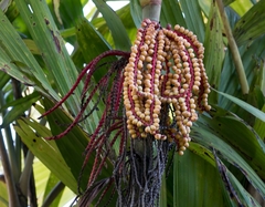 Pinanga coronata