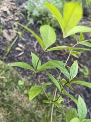 Veronicastrum