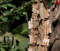 Piptadenia gonoacantha