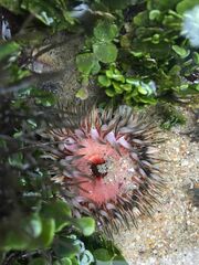 Anthopleura dowii