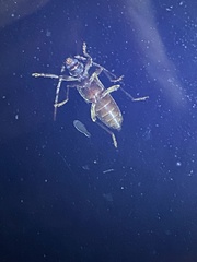 Trichoferus campestris