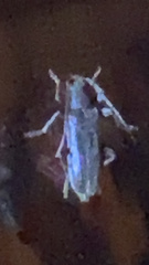 Trichoferus campestris