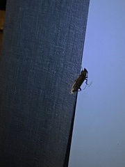 Trichoferus campestris