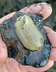 Paranthus rapiformis