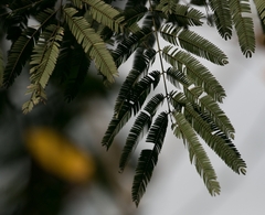 Piptadenia gonoacantha