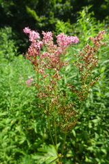 Filipendula rubra