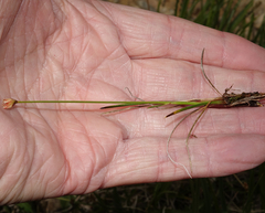 Juncus triglumis