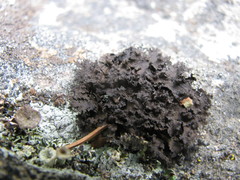 Umbilicaria polyphylla