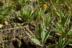 Arnica sonnei