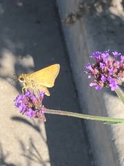 Atalopedes campestris