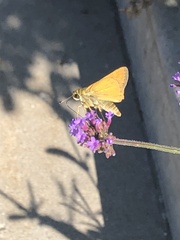 Atalopedes campestris