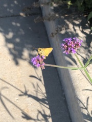 Atalopedes campestris