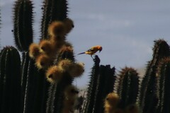 Icterus pustulatus graysonii