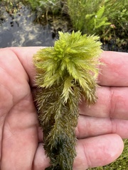 Sphagnum torreyanum