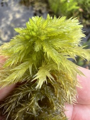Sphagnum torreyanum