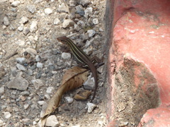 Pholidoscelis auberi