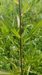 Symphyotrichum lanceolatum lanceolatum