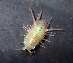 Platynympha longicaudata