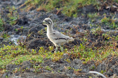 Great Stone-Curlew photo 5