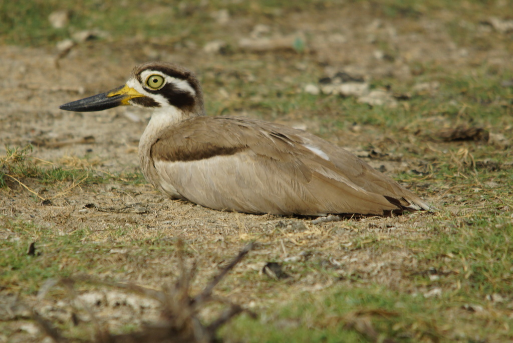 Greater Stone-curlews