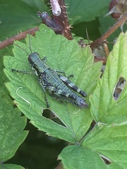 Booneacris glacialis