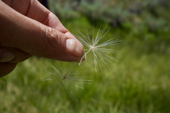 Cirsium scariosum congdonii
