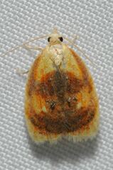 Acleris curvalana