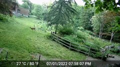 Odocoileus virginianus