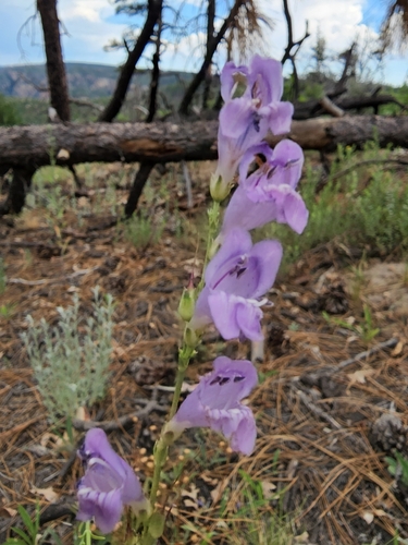 Image of Penstemon putus by (c) Trevor Harding, some rights reserved (CC BY)