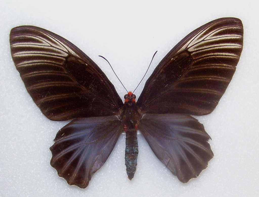 Malayan Batwing