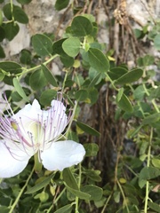 Capparis