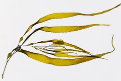 Macrocystis pyrifera