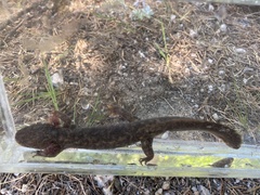 Dicamptodon aterrimus