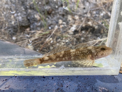 Shorthead sculpin (Cottus confusus) — Cottidae — 5