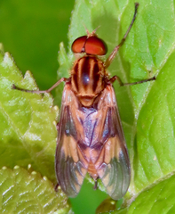 Arthropeas americana