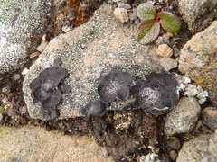 Umbilicaria proboscidea