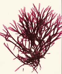 Callophyllis violacea
