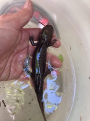 Dicamptodon aterrimus