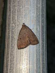 Zanclognatha laevigata