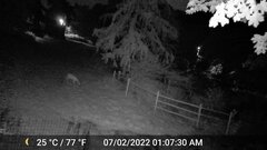 Odocoileus virginianus