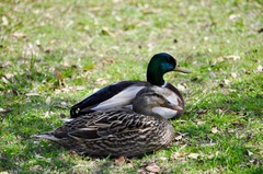 Anas platyrhynchos
