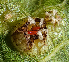 Phylloxera russellae